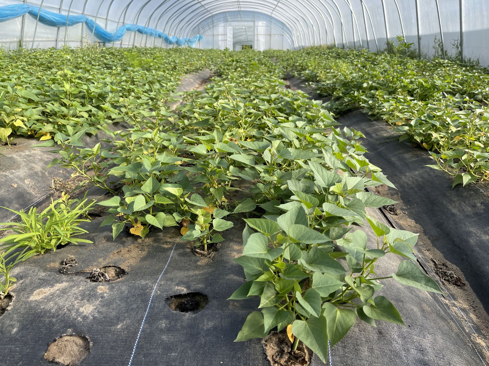 蔬菜有必要使用真空預(yù)冷機(jī)嗎？